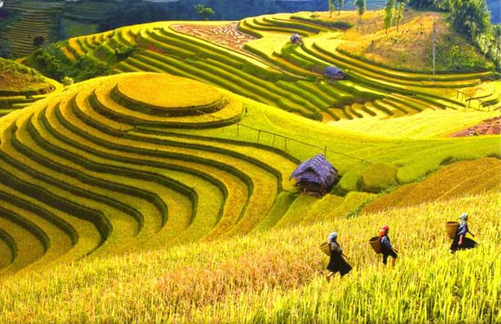 Mucangchai-terraced-rice-fields